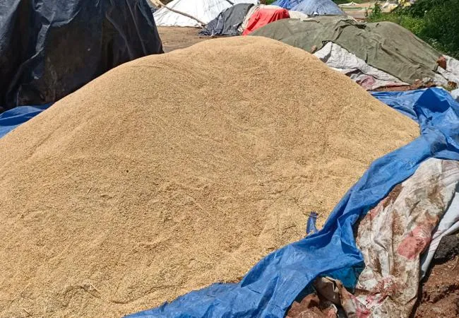 CUDDALORE DISTRICT FARMERS PADDY BEATS RAINS 
